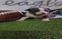 American Bully dogs for sale: Hazel - Image 6
