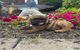 English Bulldog dogs for sale: Andy - Image 1