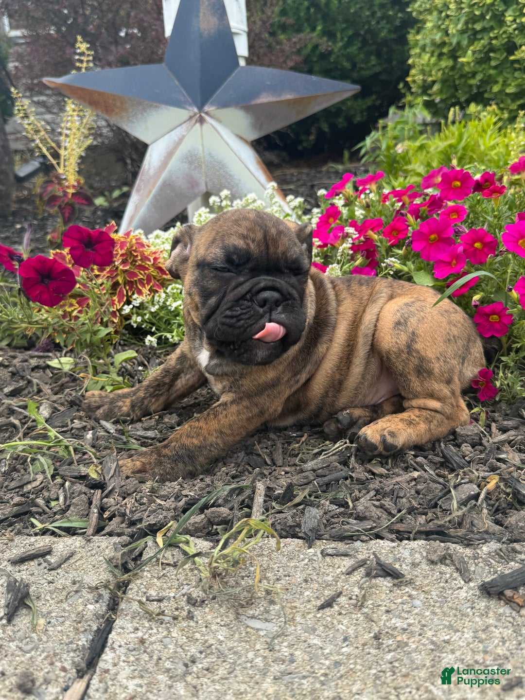English Bulldog dogs for sale: Andy - Image 1