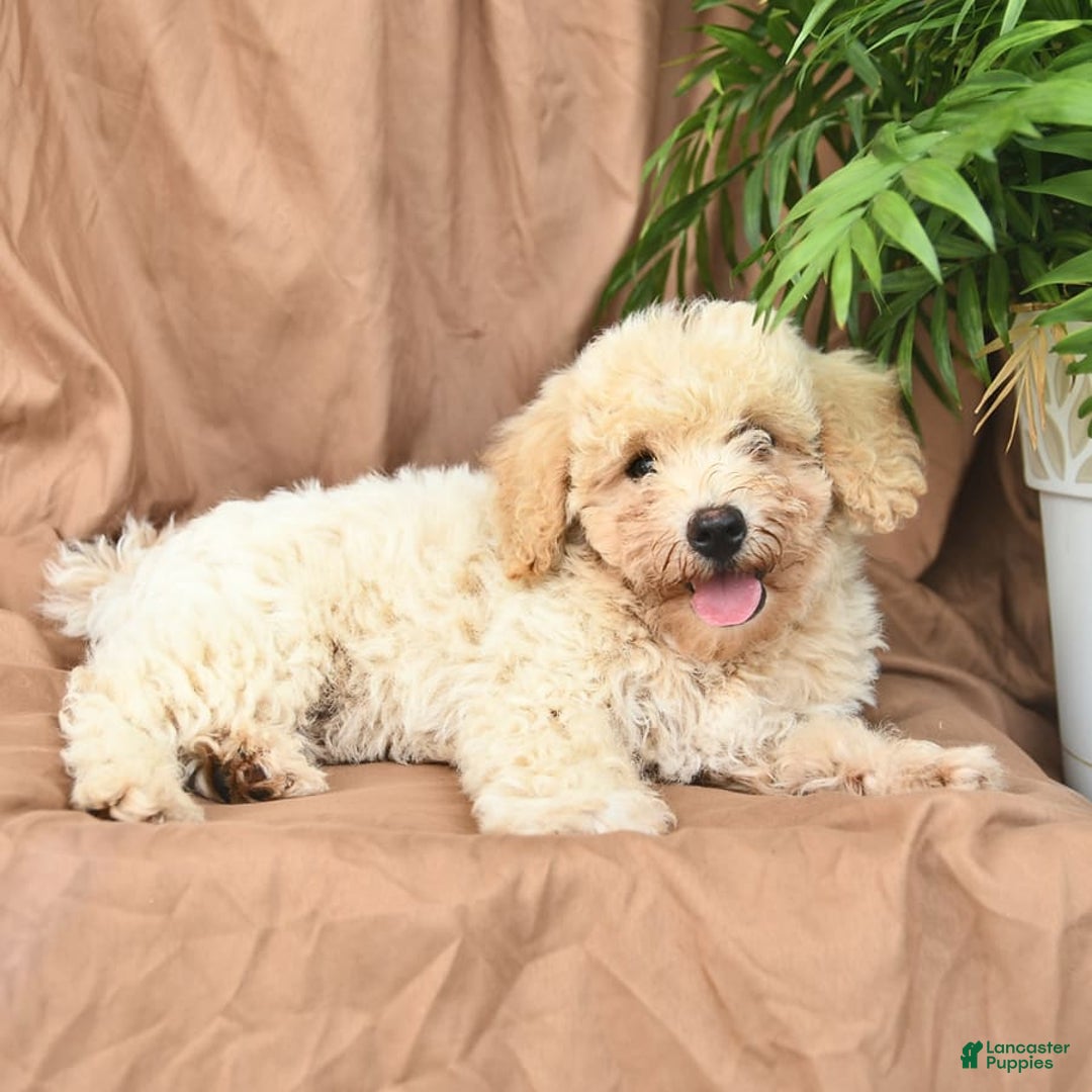 Bichpoo dogs for sale: Lifesaver - Image 3