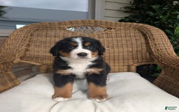 Bernese Mountain Dog dogs for sale: Harber - Image 3