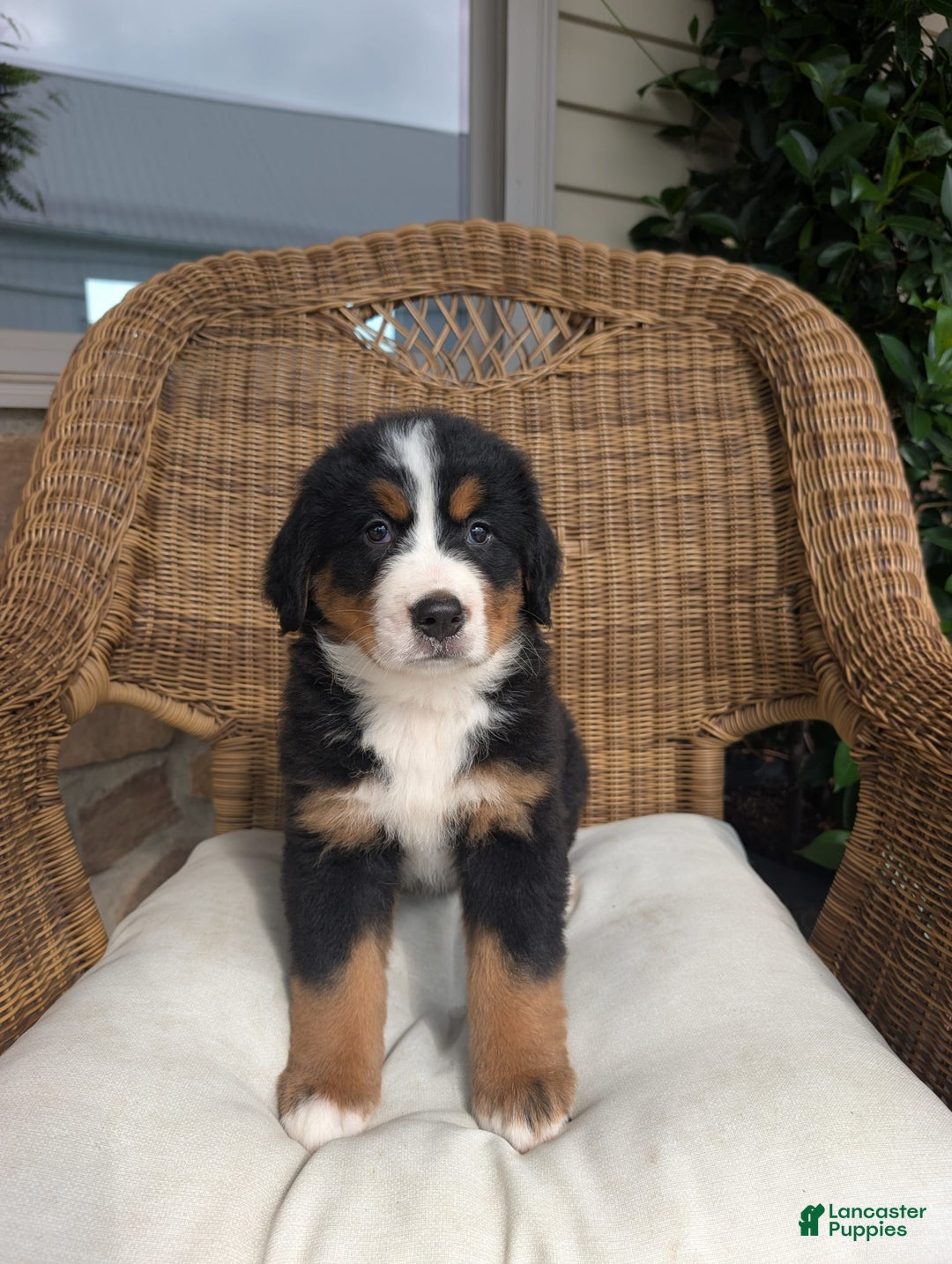 Bernese Mountain Dog dogs for sale: Harber - Image 3