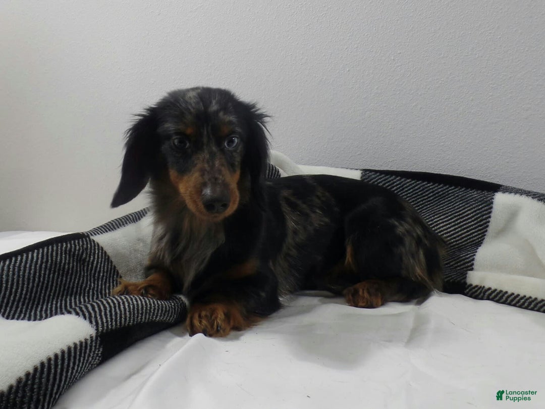 Dachshund dogs for sale: Benson - Image 7