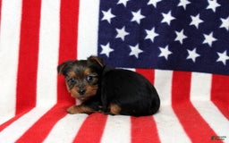 Yorkshire Terrier dogs for sale: Zeke - Image 2