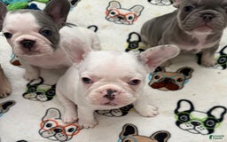French Bulldog dogs for sale: Bianca - Image 2