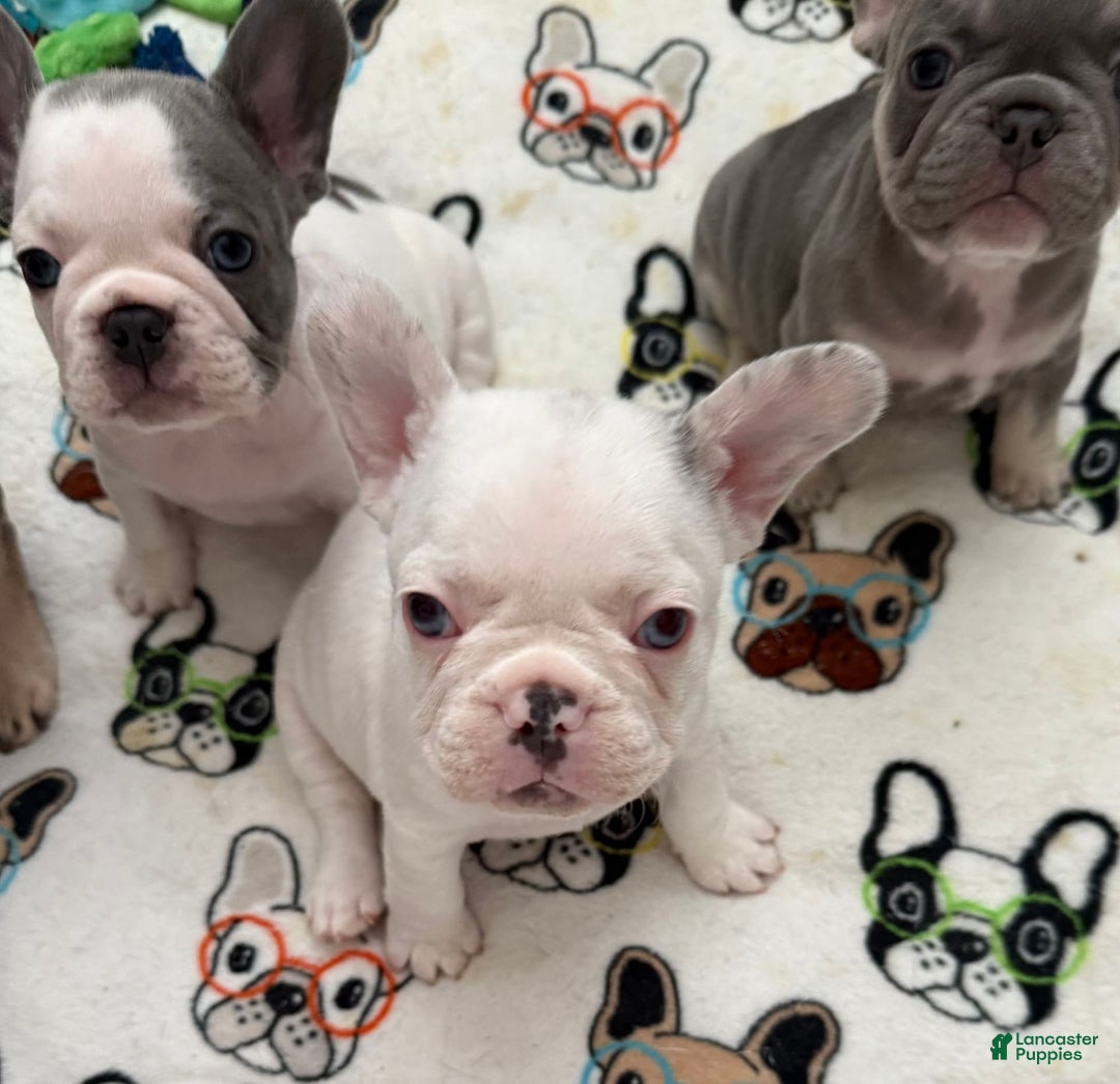 French Bulldog dogs for sale: Bianca - Image 2