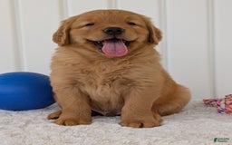 Golden Retriever dogs for sale: Porter - Image 1