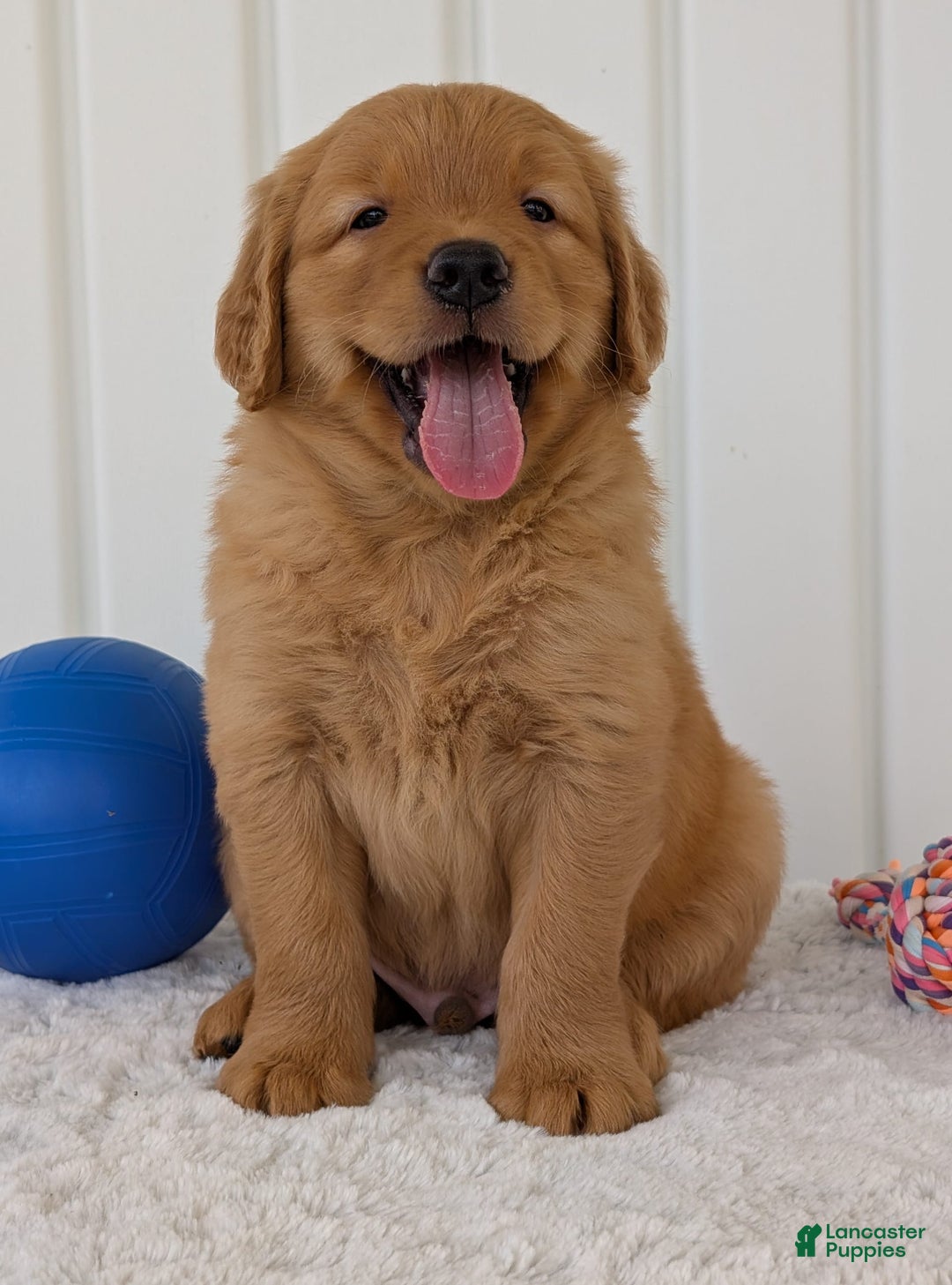 Golden Retriever dogs for sale: Porter - Image 1