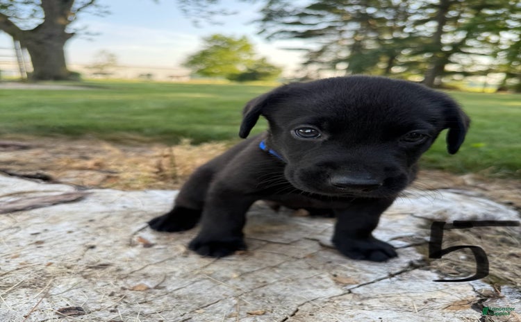 Labrador Retriever dogs for sale - Ad 2
