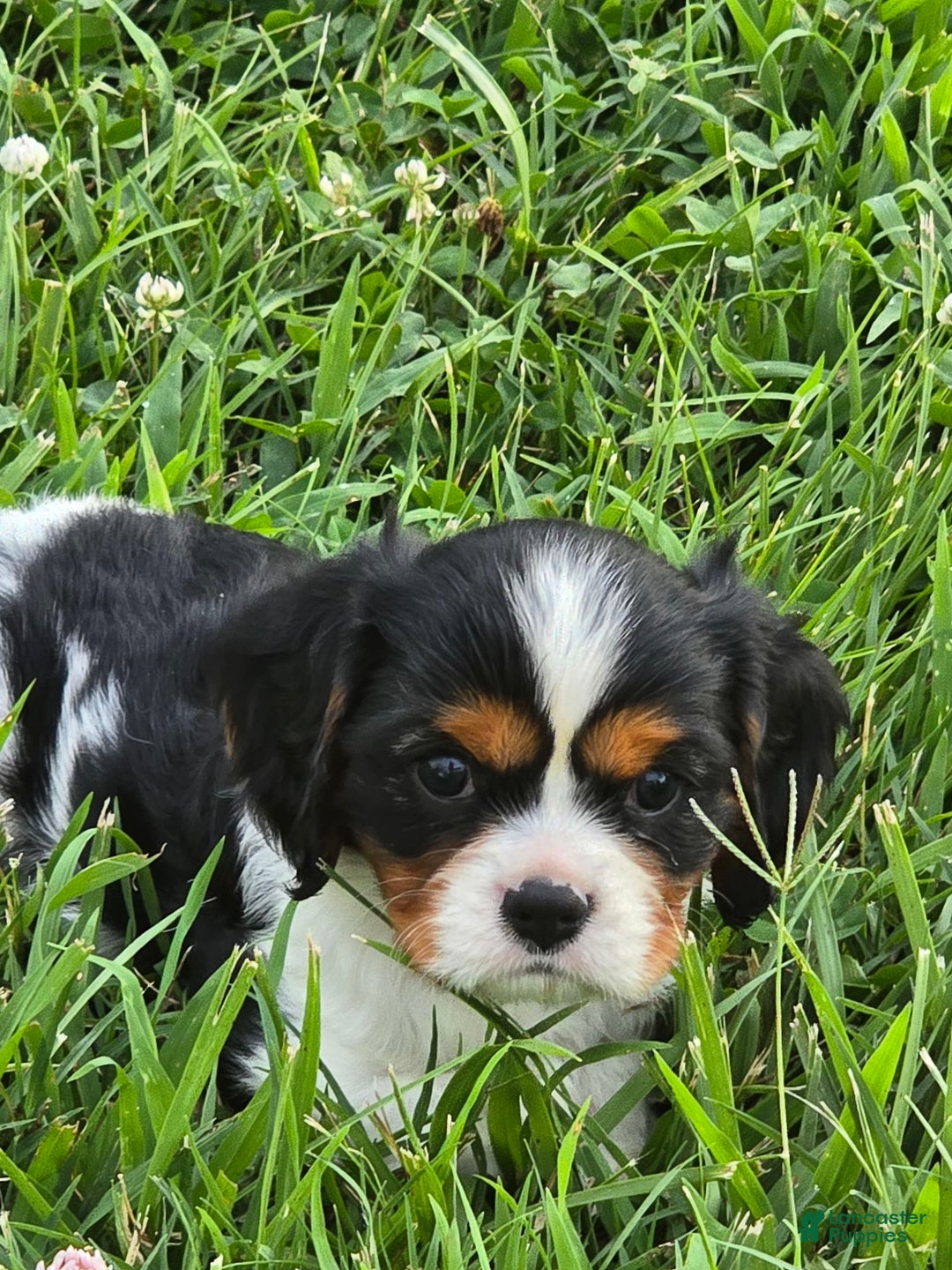 Cavalier King Charles Spaniel dogs for sale: Dane Small Tri Colored Male - Image 5
