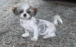 Shihpoo dogs for sale: Toby - Image 12