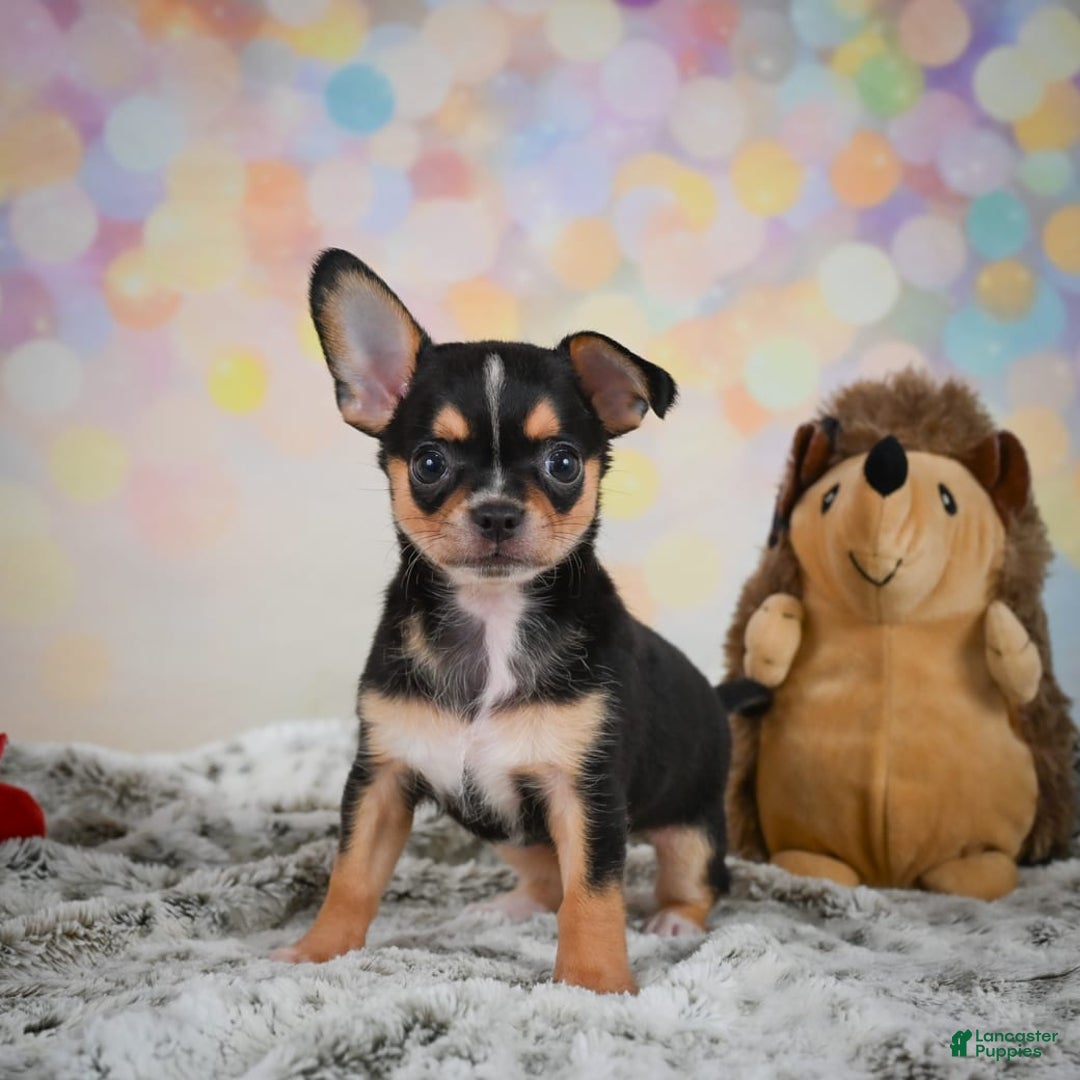 Chihuahua dogs for sale: Truman - Image 4