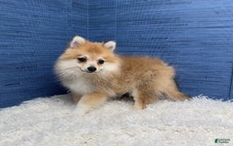 Pomeranian dogs for sale: Taryn - Image 12