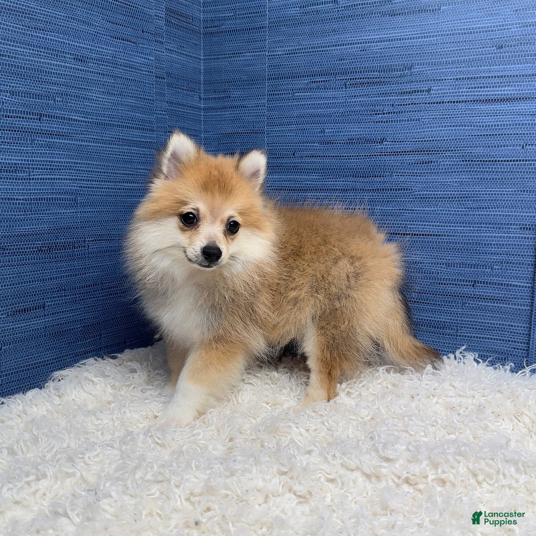 Pomeranian dogs for sale: Taryn - Image 12