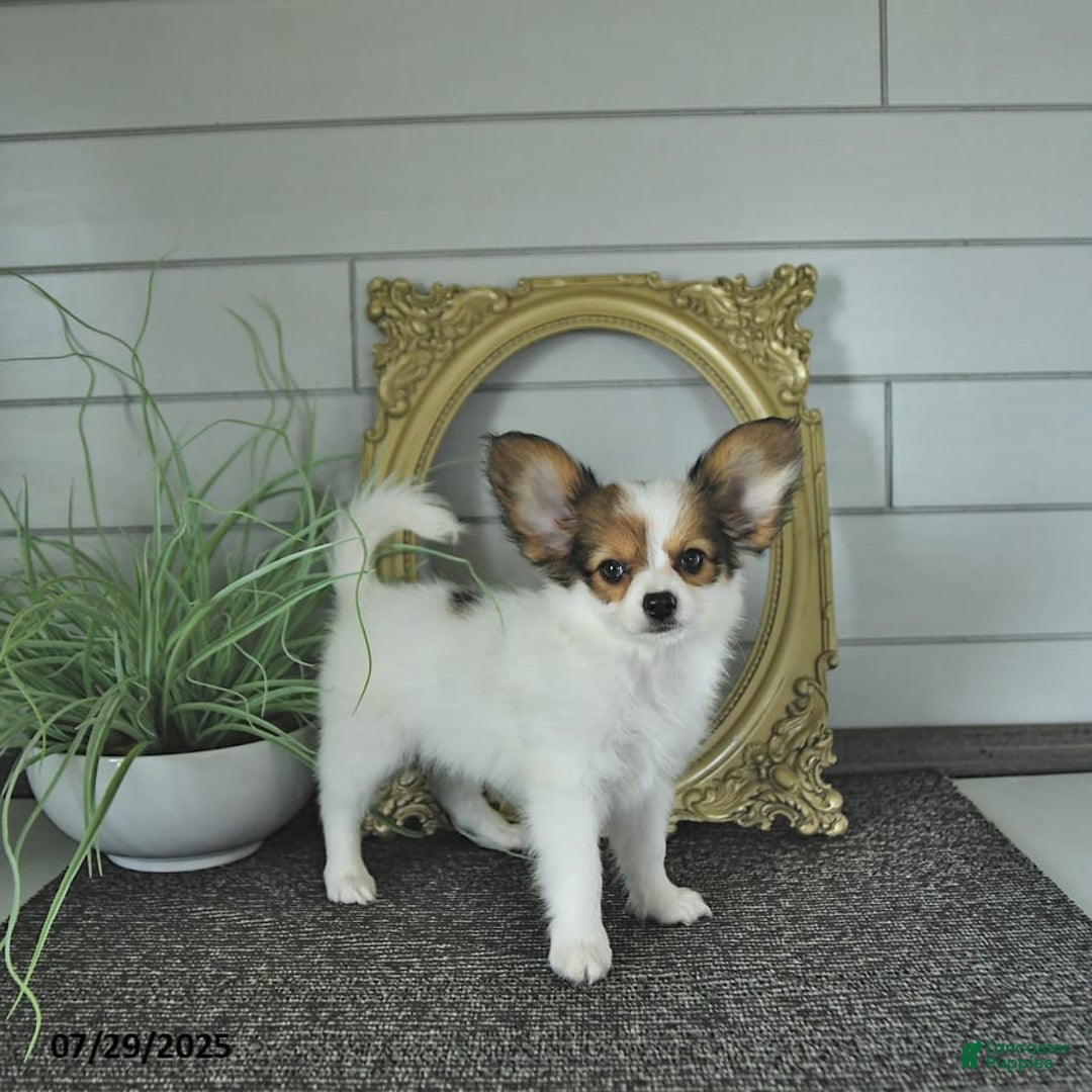 Papillon dogs for sale: Brett - Image 14