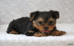 Yorkshire Terrier dogs for sale: Lincoln - Image 1