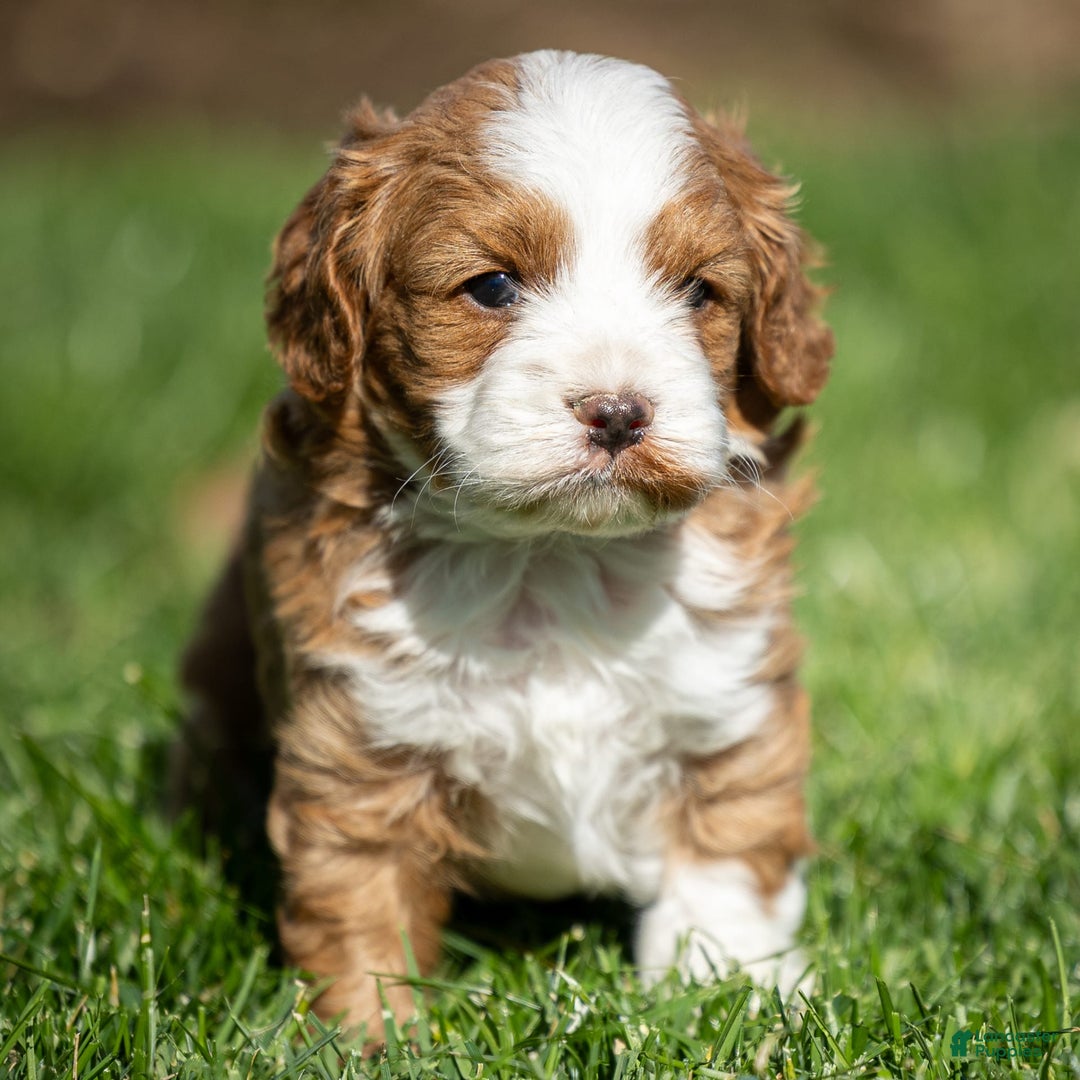 Cavapoo dogs for sale: Rusty - Image 14