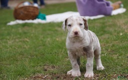 Great Dane dogs for sale: Jovie - Image 26