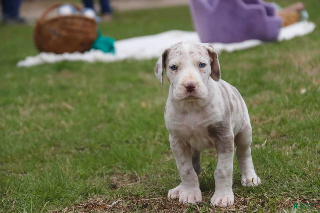 Great Dane dogs for sale: Jovie - Image 26