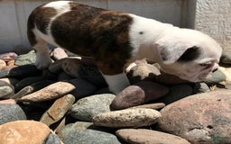 Olde English Bulldogge dogs for sale: Tulip - Image 3