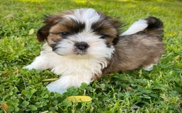 Shih Tzu dogs for sale: Danny - Image 1