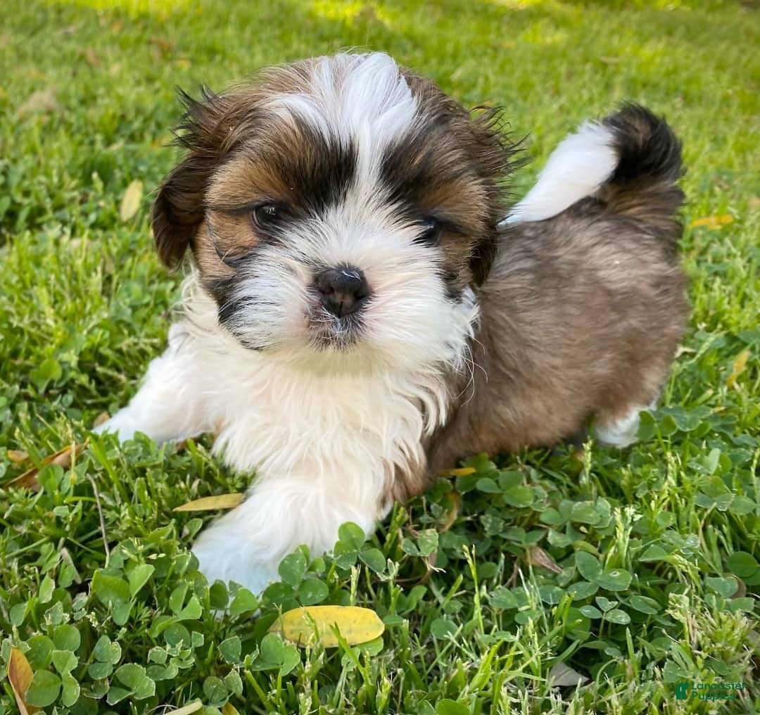 Shih Tzu dogs for sale: Danny - Image 1