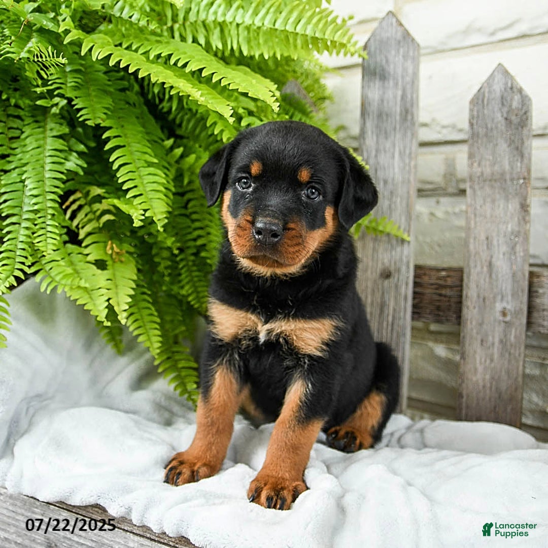 Rottweiler dogs for sale: Sidney - Image 1
