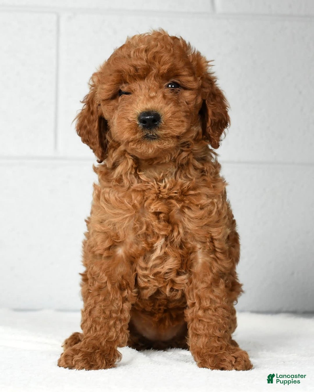 Mini Goldendoodle dogs for sale: Ranae - Image 1