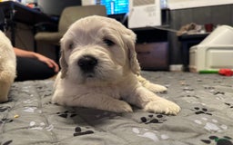 Goldendoodle dogs for sale: Marshall F1b Goldendoodle - Image 1