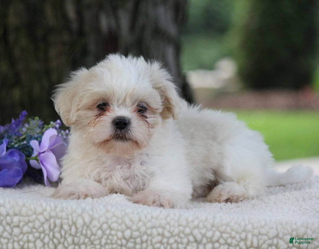 Shih Tzu dogs for sale: Cathy - Image 1