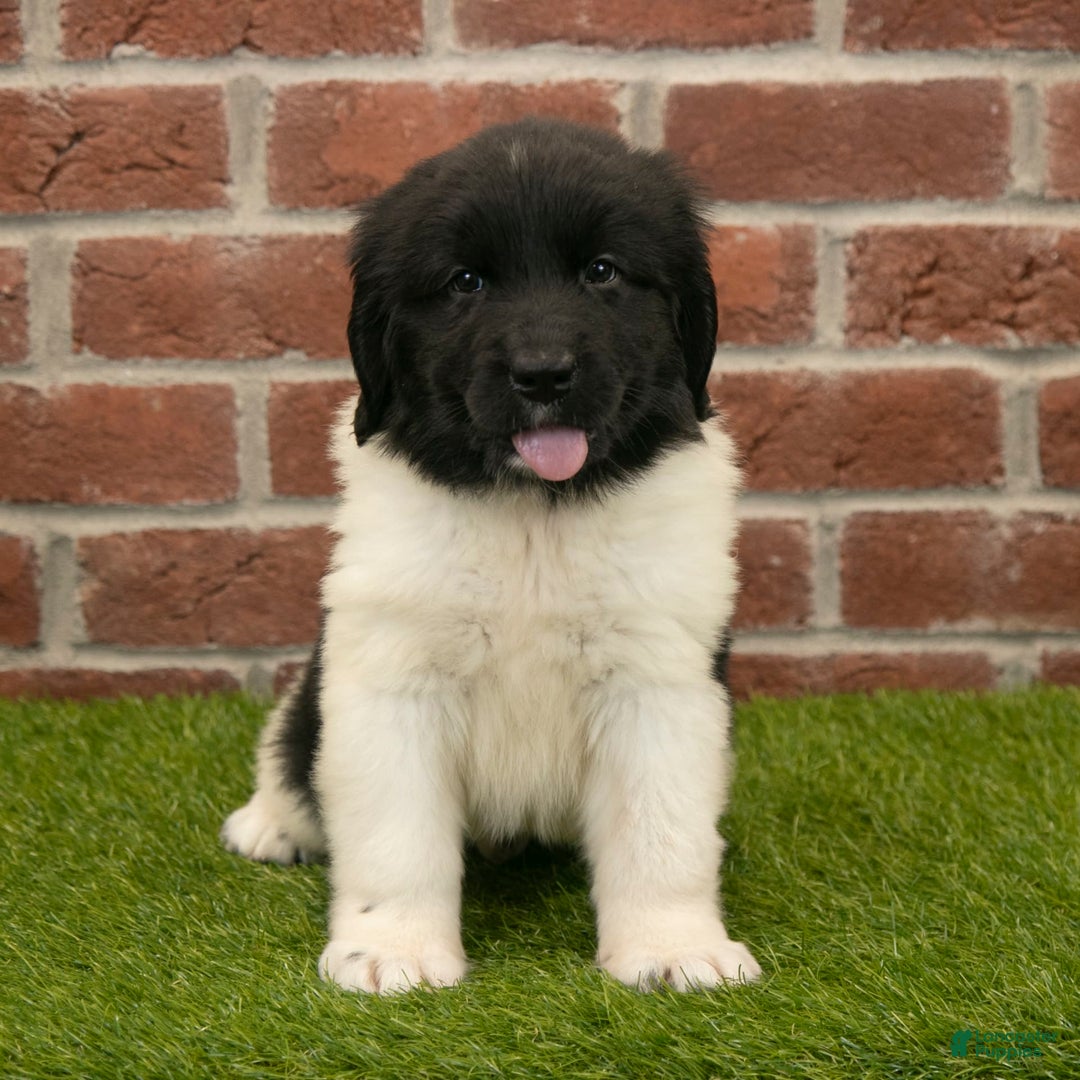 Newfoundland dogs for sale: Amber - Image 1