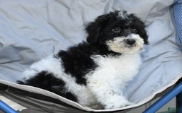 Maltipoo dogs for sale: Leo - Image 7
