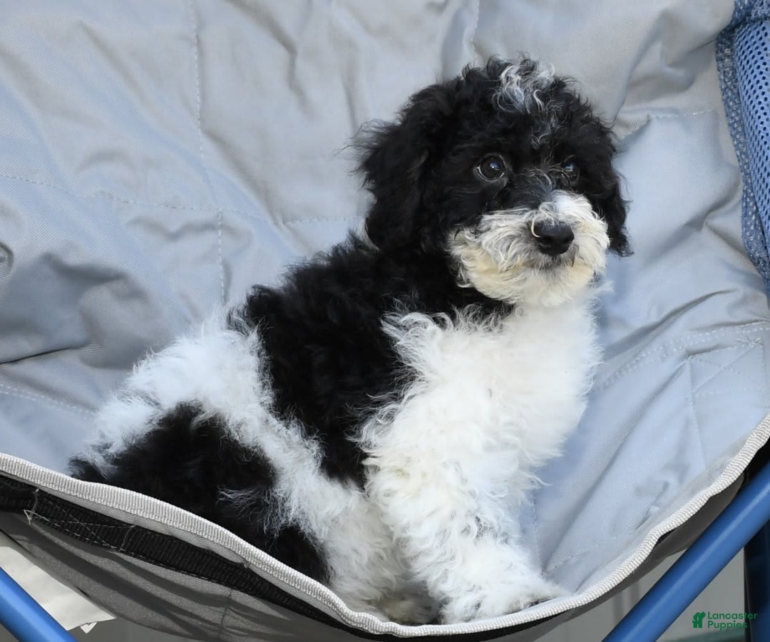 Maltipoo dogs for sale: Leo - Image 7