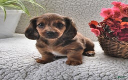 Miniature Dachshund dogs for sale: Miniature Dachshund 4 puppies - Image 15