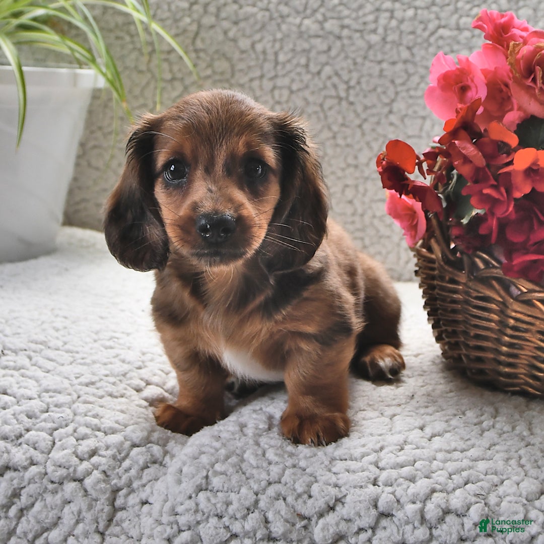 Miniature Dachshund dogs for sale: Miniature Dachshund 4 puppies - Image 15