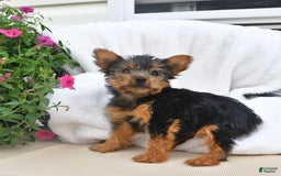 Yorkshire Terrier dogs for sale: Buttercup - Image 2