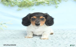 Miniature Dachshund dogs for sale: Ken - Image 5