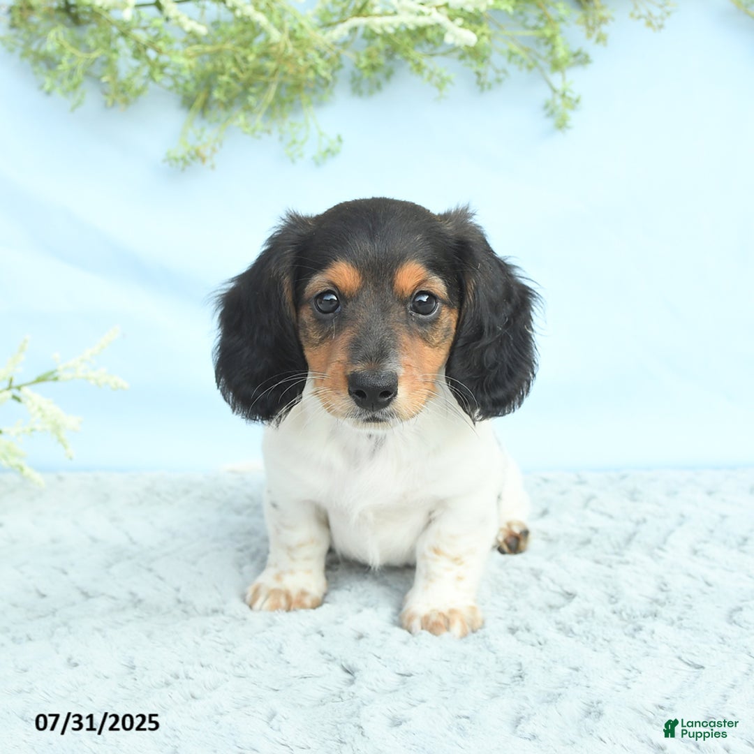 Miniature Dachshund dogs for sale: Ken - Image 5
