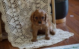 Cavalier King Charles Spaniel dogs for sale: Daisy - Image 2