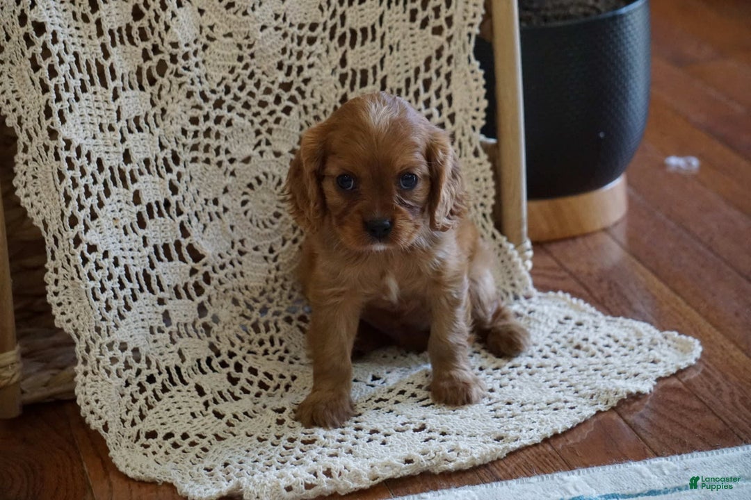 Cavalier King Charles Spaniel dogs for sale: Daisy - Image 2