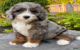 Mini Bernedoodle dogs for sale: 💙 Boston Ma 💙 Mini Bernedoodle - Image 13
