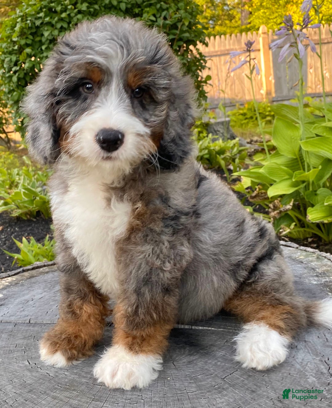 Mini Bernedoodle dogs for sale: 💙 Boston Ma 💙 Mini Bernedoodle - Image 13