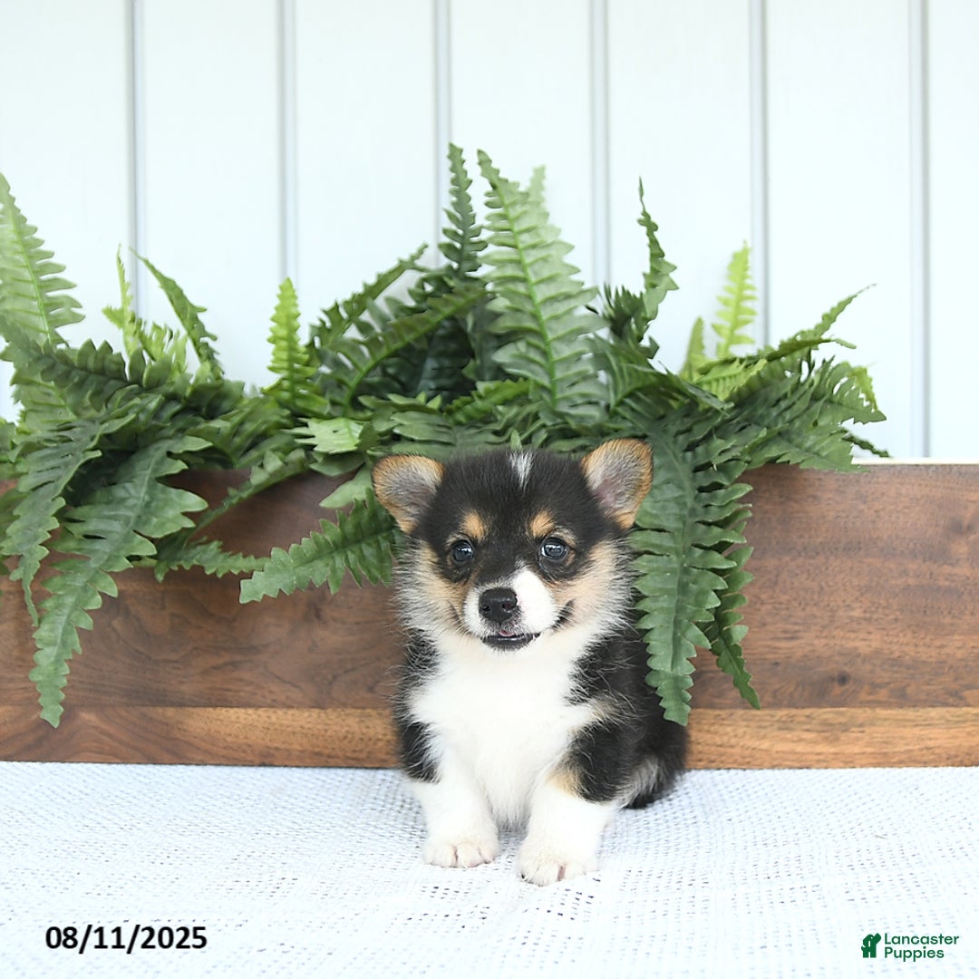 Welsh Corgi Pembroke dogs for sale: Milo - Image 3