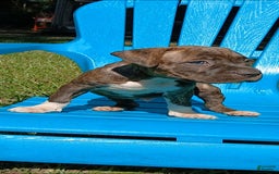 American Pit Bull Terrier dogs for sale: Guage - Image 19