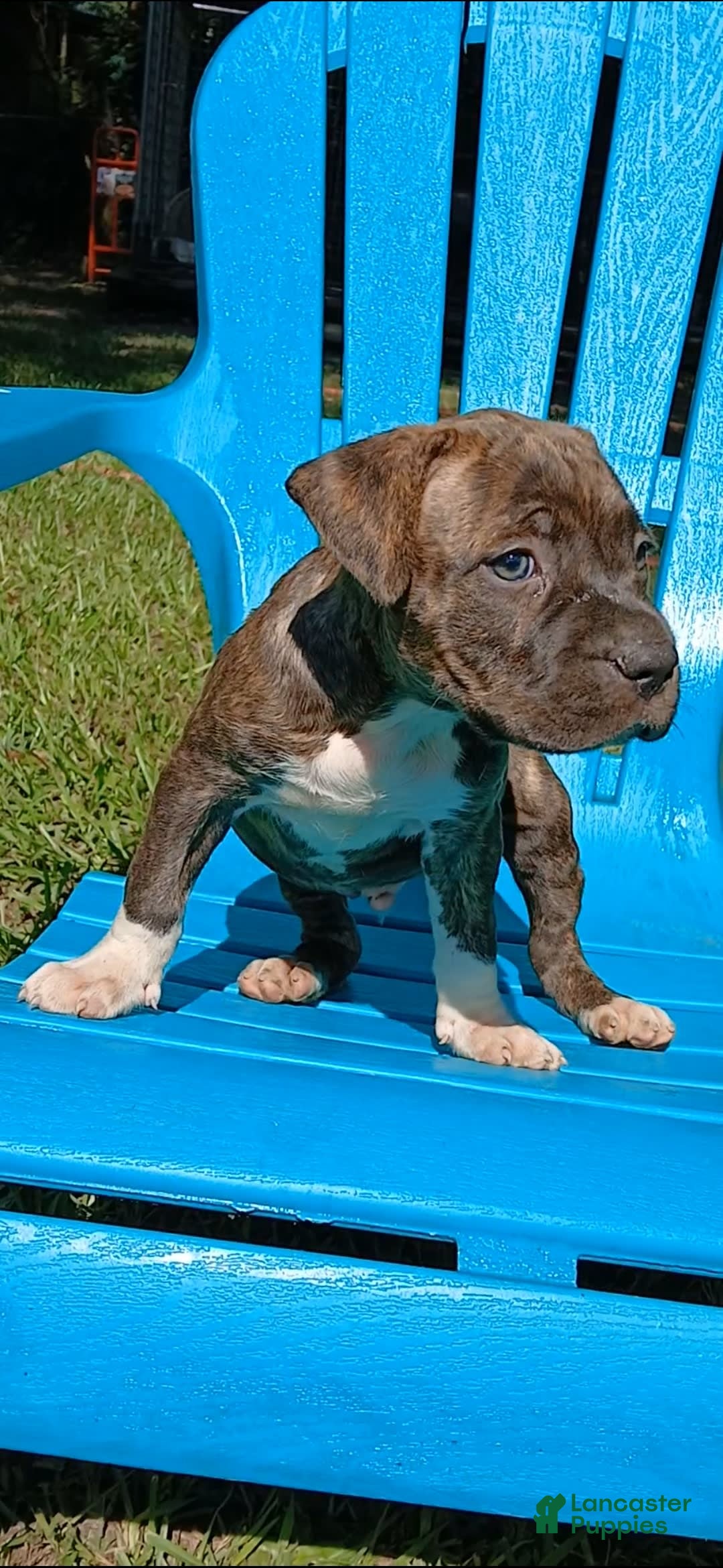 American Pit Bull Terrier dogs for sale: Guage - Image 19