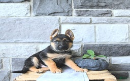 German Shepherd dogs for sale: Jet - Image 3