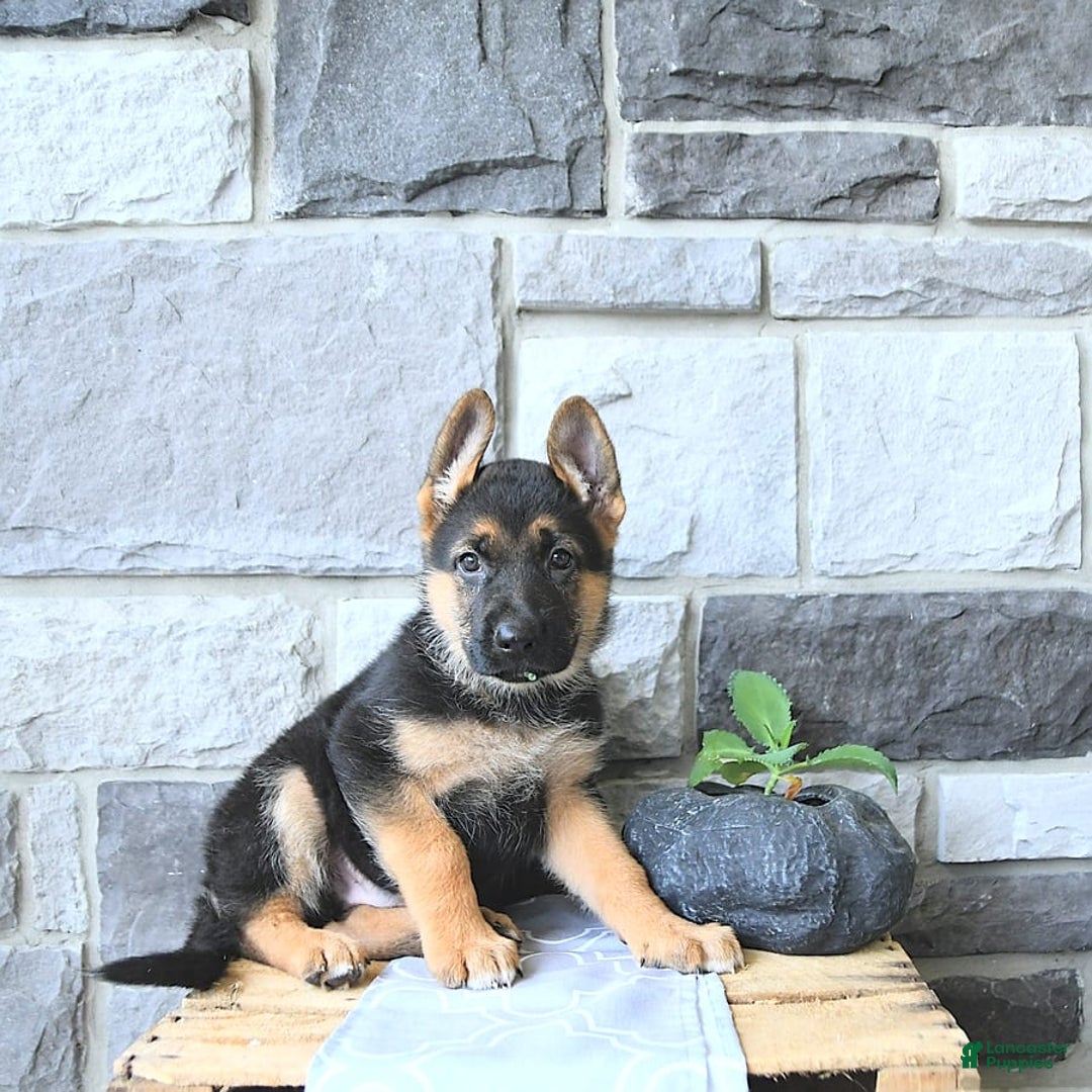 German Shepherd dogs for sale: Jet - Image 3