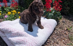Toy Poodle dogs for sale: Zion - Image 15