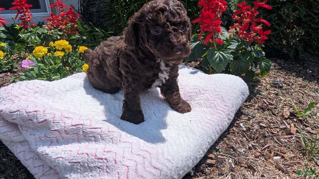 Toy Poodle dogs for sale: Zion - Image 15