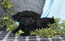Havapoo dogs for sale: Brittany - Image 7